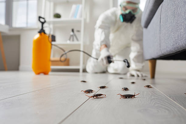 Commercial Kitchen Cockroach Control in Duluth